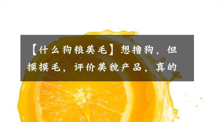 【什么狗粮美毛】想撸狗，但摸摸毛，评价美貌产品，真的能减少狗掉毛吗？文章配图