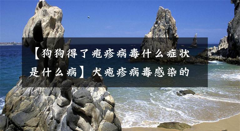【狗狗得了疱疹病毒什么症状是什么病】犬疱疹病毒感染的症状及治疗文章配图