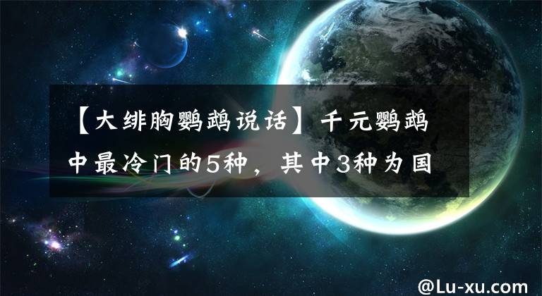 【大绯胸鹦鹉说话】千元鹦鹉中最冷门的5种，其中3种为国产鹦鹉，口碑极差你知道吗？