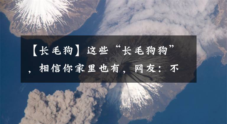 【长毛狗】这些“长毛狗狗”，相信你家里也有，网友：不止有，还养了俩