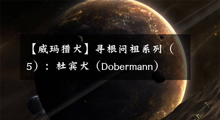【威玛猎犬】寻根问祖系列（5）：杜宾犬（Dobermann）