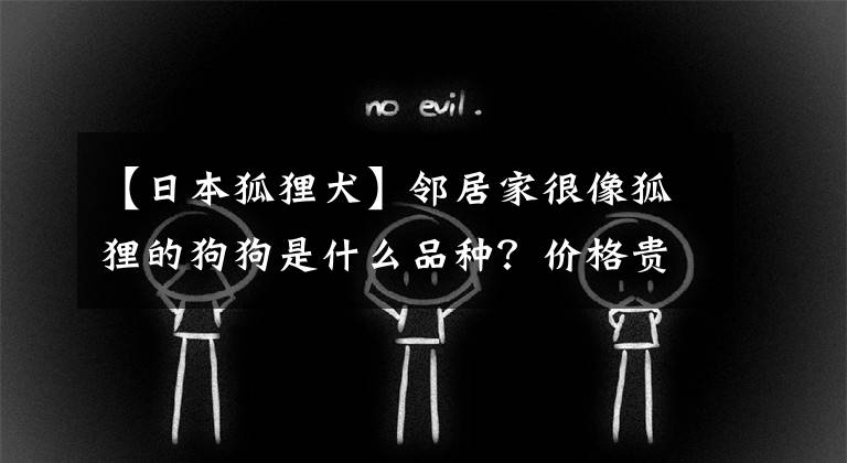 【日本狐狸犬】邻居家很像狐狸的狗狗是什么品种？价格贵不贵啊？