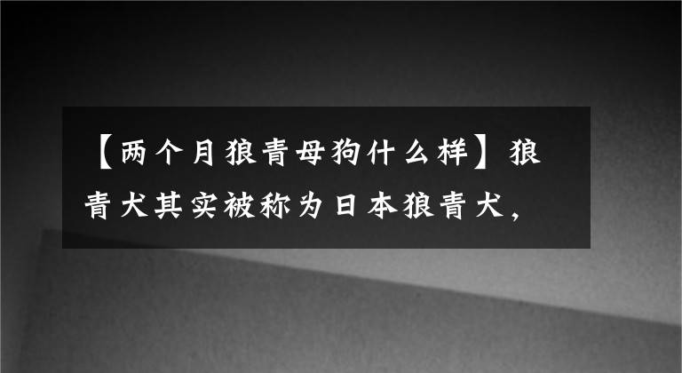 【两个月狼青母狗什么样】狼青犬其实被称为日本狼青犬，是地道的日本狗！文章配图