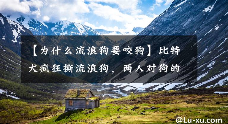 【为什么流浪狗要咬狗】比特犬疯狂撕流浪狗，两人对狗的态度反映了人性的善与恶文章配图