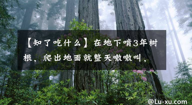 【知了吃什么】在地下啃3年树根，爬出地面就整天嗷嗷叫，油炸金蝉了解一下？