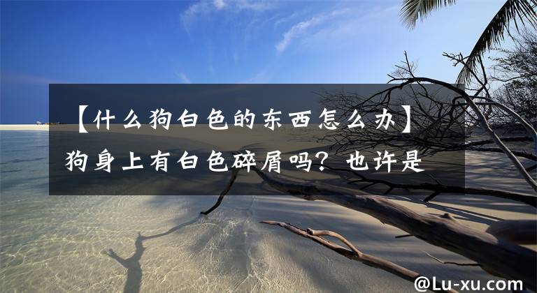 【什么狗白色的东西怎么办】狗身上有白色碎屑吗？也许是这种病。文章配图