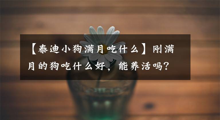 【泰迪小狗满月吃什么】刚满月的狗吃什么好，能养活吗？文章配图