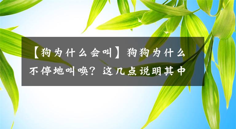 【狗为什么会叫】狗狗为什么不停地叫唤？这几点说明其中的原因，宠主们可别误会了