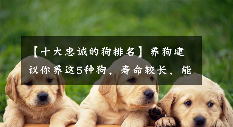 【十大忠诚的狗排名】养狗建议你养这5种狗，寿命较长，能陪你更久文章配图