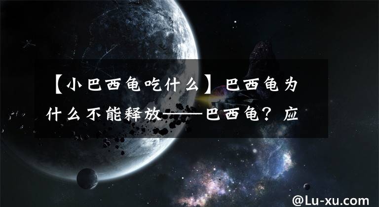 【小巴西龟吃什么】巴西龟为什么不能释放——巴西龟？应该如何培养的8个要点文章配图