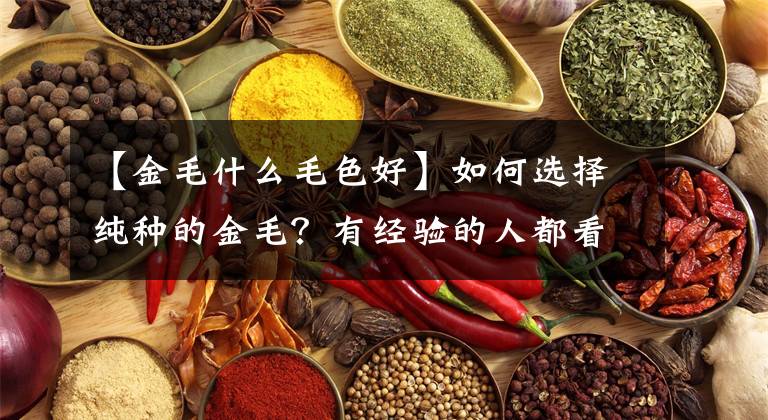 【金毛什么毛色好】如何选择纯种的金毛？有经验的人都看到这六个特征文章配图