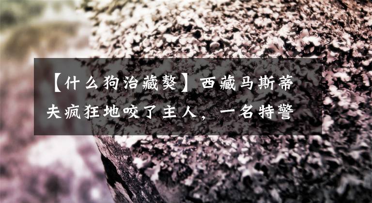 【什么狗治藏獒】西藏马斯蒂夫疯狂地咬了主人，一名特警到达现场，开了4枪将其击毙。文章配图