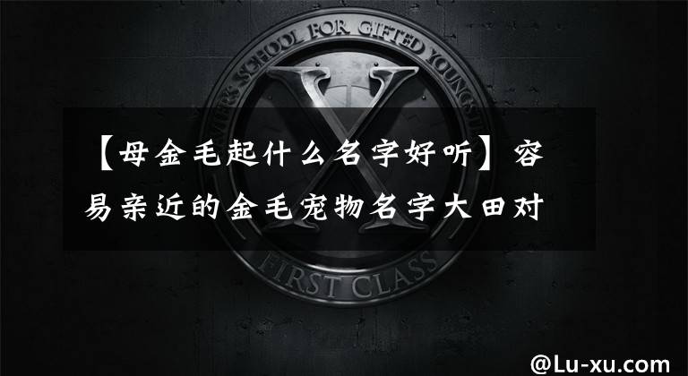 【母金毛起什么名字好听】容易亲近的金毛宠物名字大田对主人温暖温顺-可爱文章配图