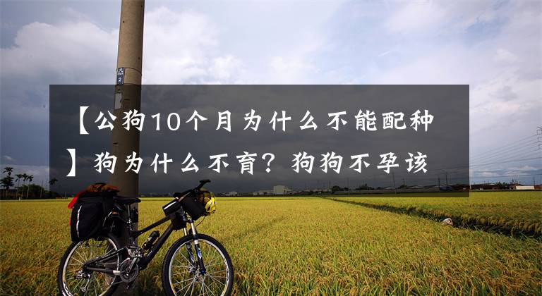 【公狗10个月为什么不能配种】狗为什么不育？狗狗不孕该怎么办？