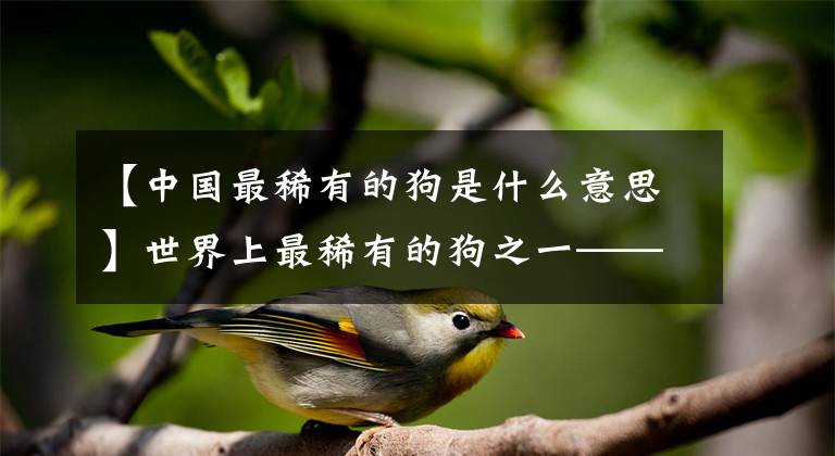 【中国最稀有的狗是什么意思】世界上最稀有的狗之一——莽犬中国冠毛犬，网友戏称是最丑的狗文章配图