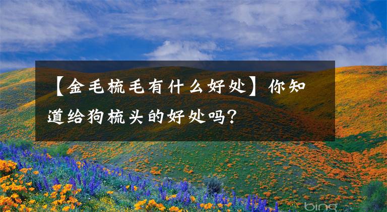 【金毛梳毛有什么好处】你知道给狗梳头的好处吗？文章配图