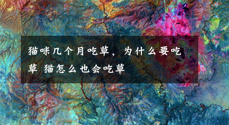 猫咪几个月吃草，为什么要吃草 猫怎么也会吃草文章配图