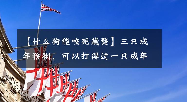 【什么狗能咬死藏獒】三只成年猞猁，可以打得过一只成年大藏獒吗？为什么？