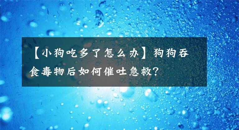 【小狗吃多了怎么办】狗狗吞食毒物后如何催吐急救？