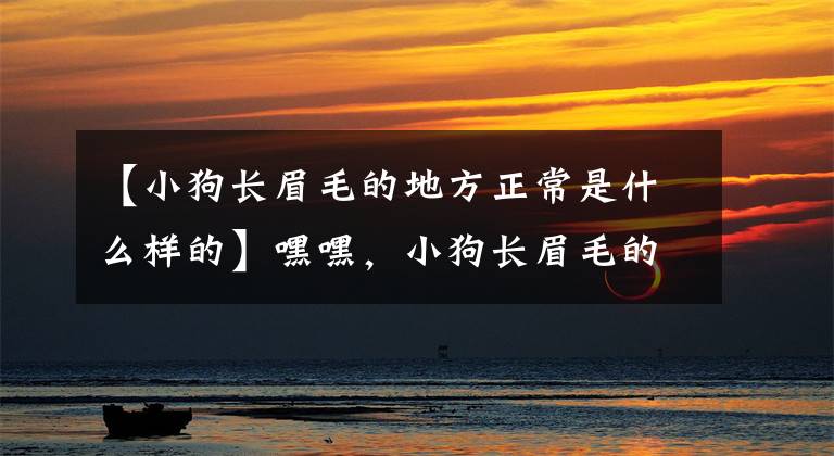 【小狗长眉毛的地方正常是什么样的】嘿嘿，小狗长眉毛的时候是什么样子？文章配图