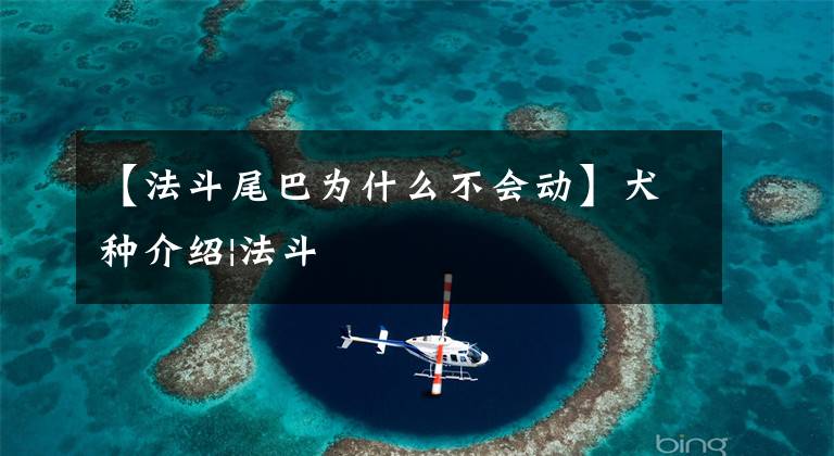 【法斗尾巴为什么不会动】犬种介绍|法斗文章配图