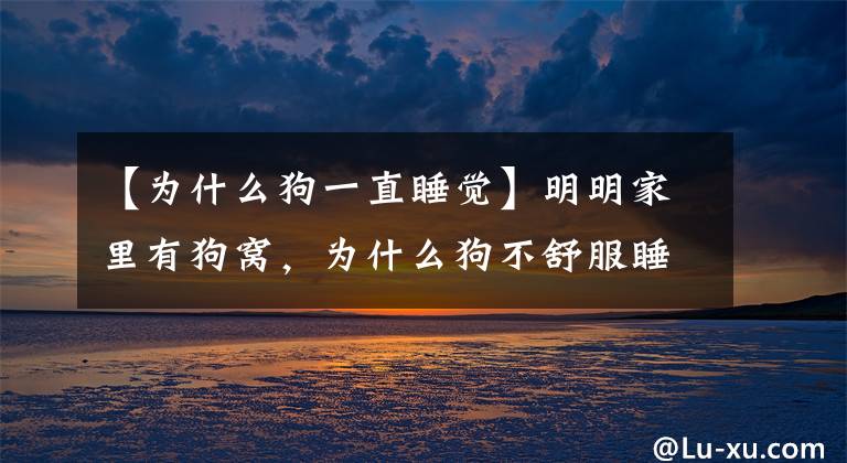 【为什么狗一直睡觉】明明家里有狗窝，为什么狗不舒服睡觉的时候一定要睡在地板上？文章配图