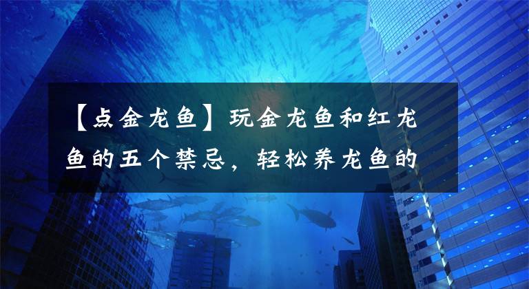 【点金龙鱼】玩金龙鱼和红龙鱼的五个禁忌，轻松养龙鱼的那些套路