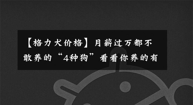 【格力犬价格】月薪过万都不敢养的“4种狗”看看你养的有没有？