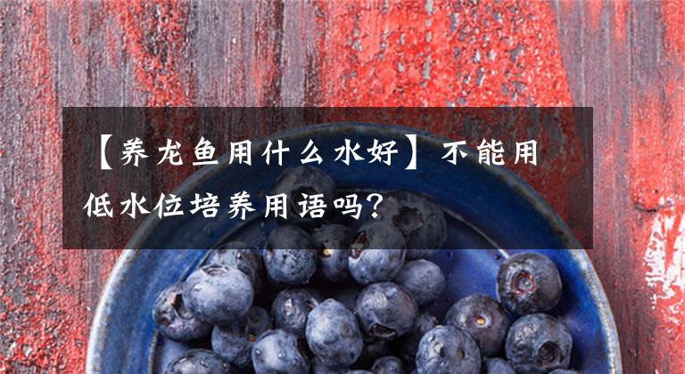 【养龙鱼用什么水好】不能用低水位培养用语吗？文章配图
