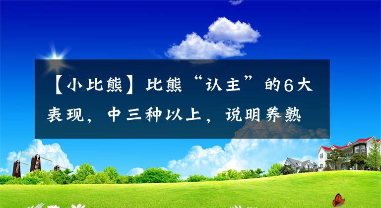 【小比熊】比熊“认主”的6大表现，中三种以上，说明养熟了