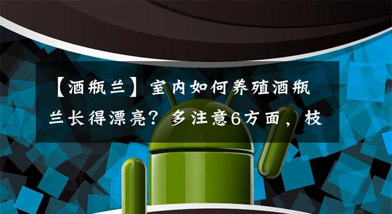 【酒瓶兰】室内如何养殖酒瓶兰长得漂亮？多注意6方面，枝叶翠绿少受损