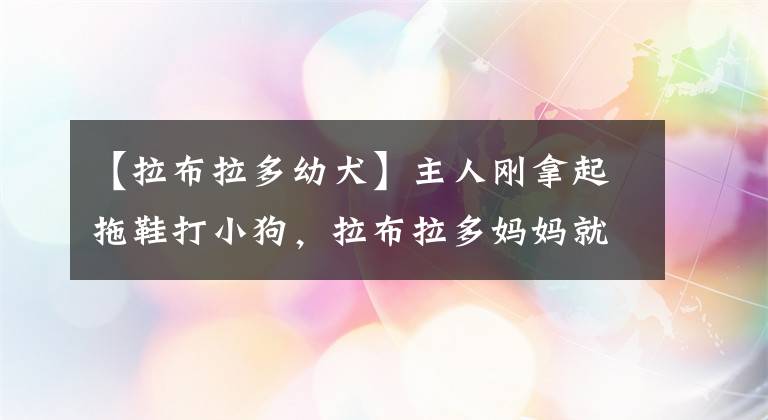 【拉布拉多幼犬】主人刚拿起拖鞋打小狗，拉布拉多妈妈就冲过来阻止：不要动手啊