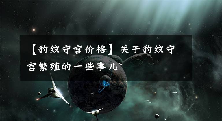 【豹纹守宫价格】关于豹纹守宫繁殖的一些事儿~