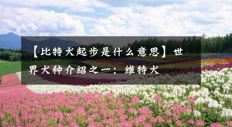【比特犬起步是什么意思】世界犬种介绍之一：维特犬文章配图