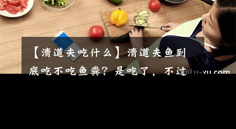 【清道夫吃什么】清道夫鱼到底吃不吃鱼粪？是吃了，不过并不能帮忙清洁鱼缸