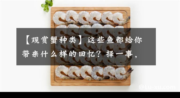 【观赏蟹种类】这些鱼都给你带来什么样的回忆？择一事，待一生