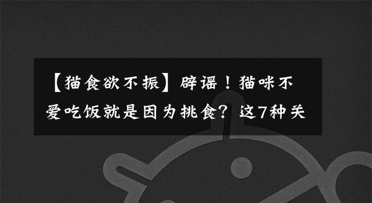 【猫食欲不振】辟谣！猫咪不爱吃饭就是因为挑食？这7种关键原因常被铲屎官忽略