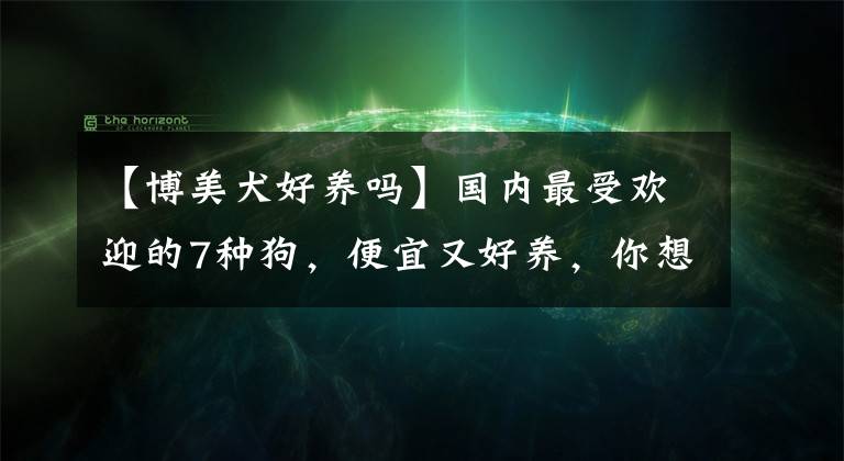 【博美犬好养吗】国内最受欢迎的7种狗，便宜又好养，你想养第几种？