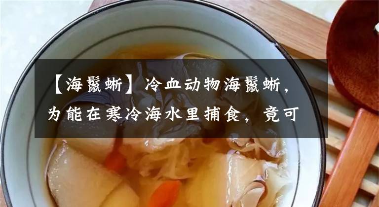 【海鬣蜥】冷血动物海鬣蜥，为能在寒冷海水里捕食，竟可以将血液移至内脏