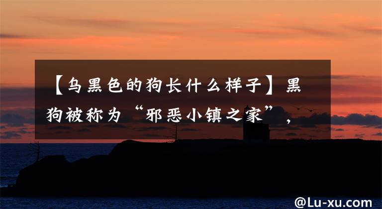 【乌黑色的狗长什么样子】黑狗被称为“邪恶小镇之家”，为什么养的人很少？这五个原因很可悲文章配图