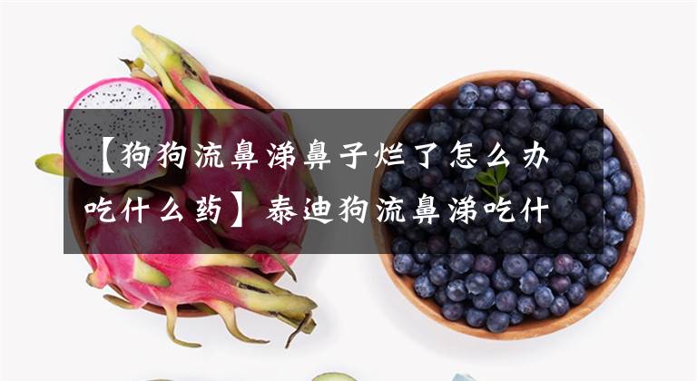 【狗狗流鼻涕鼻子烂了怎么办吃什么药】泰迪狗流鼻涕吃什么药？文章配图