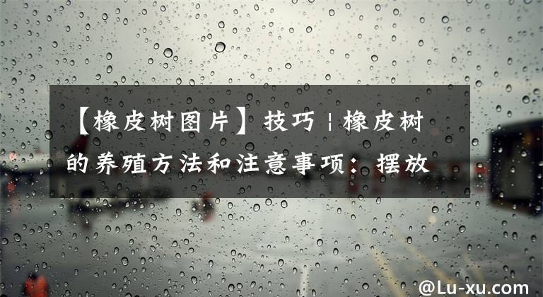 【橡皮树图片】技巧 | 橡皮树的养殖方法和注意事项：摆放和浇水很重要