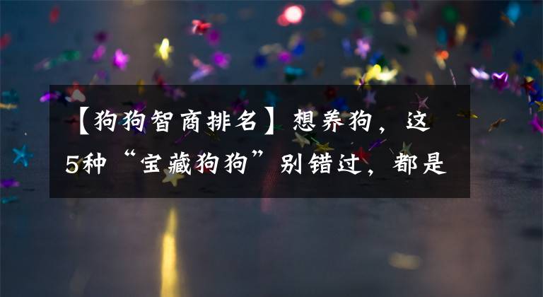 【狗狗智商排名】想养狗，这5种“宝藏狗狗”别错过，都是不掉毛、体味小