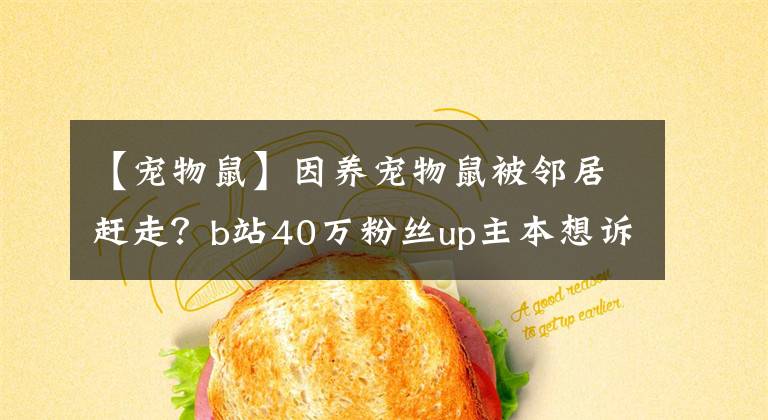 【宠物鼠】因养宠物鼠被邻居赶走？b站40万粉丝up主本想诉苦，遭网友们怒喷