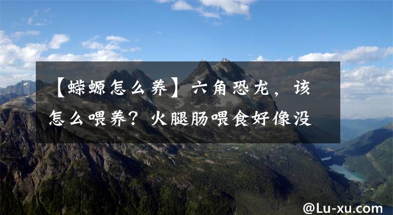 【蝾螈怎么养】六角恐龙，该怎么喂养？火腿肠喂食好像没问题，挂了两条了！