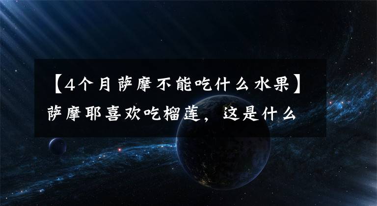 【4个月萨摩不能吃什么水果】萨摩耶喜欢吃榴莲，这是什么味道，萨摩耶也吃了，一脸满足。文章配图