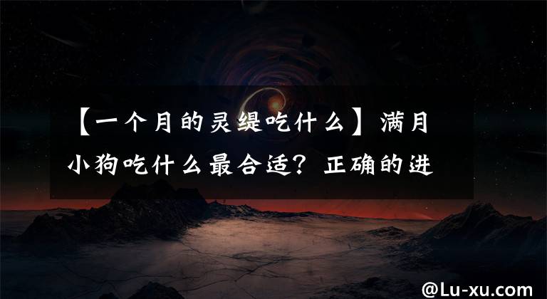 【一个月的灵缇吃什么】满月小狗吃什么最合适？正确的进食方式有助于狗茁壮成长文章配图