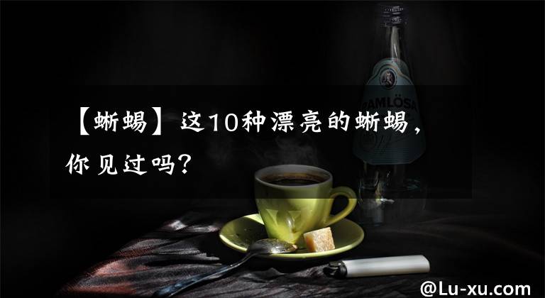 【蜥蜴】这10种漂亮的蜥蜴，你见过吗？