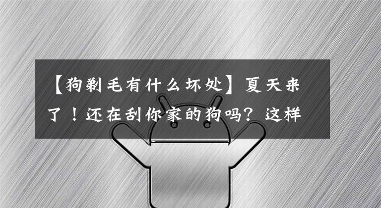 【狗剃毛有什么坏处】夏天来了！还在刮你家的狗吗？这样做真不痛快！这是伤口！文章配图