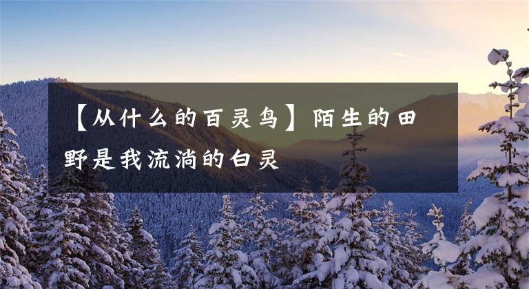 【从什么的百灵鸟】陌生的田野是我流淌的白灵文章配图